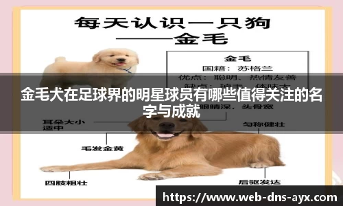 金毛犬在足球界的明星球员有哪些值得关注的名字与成就